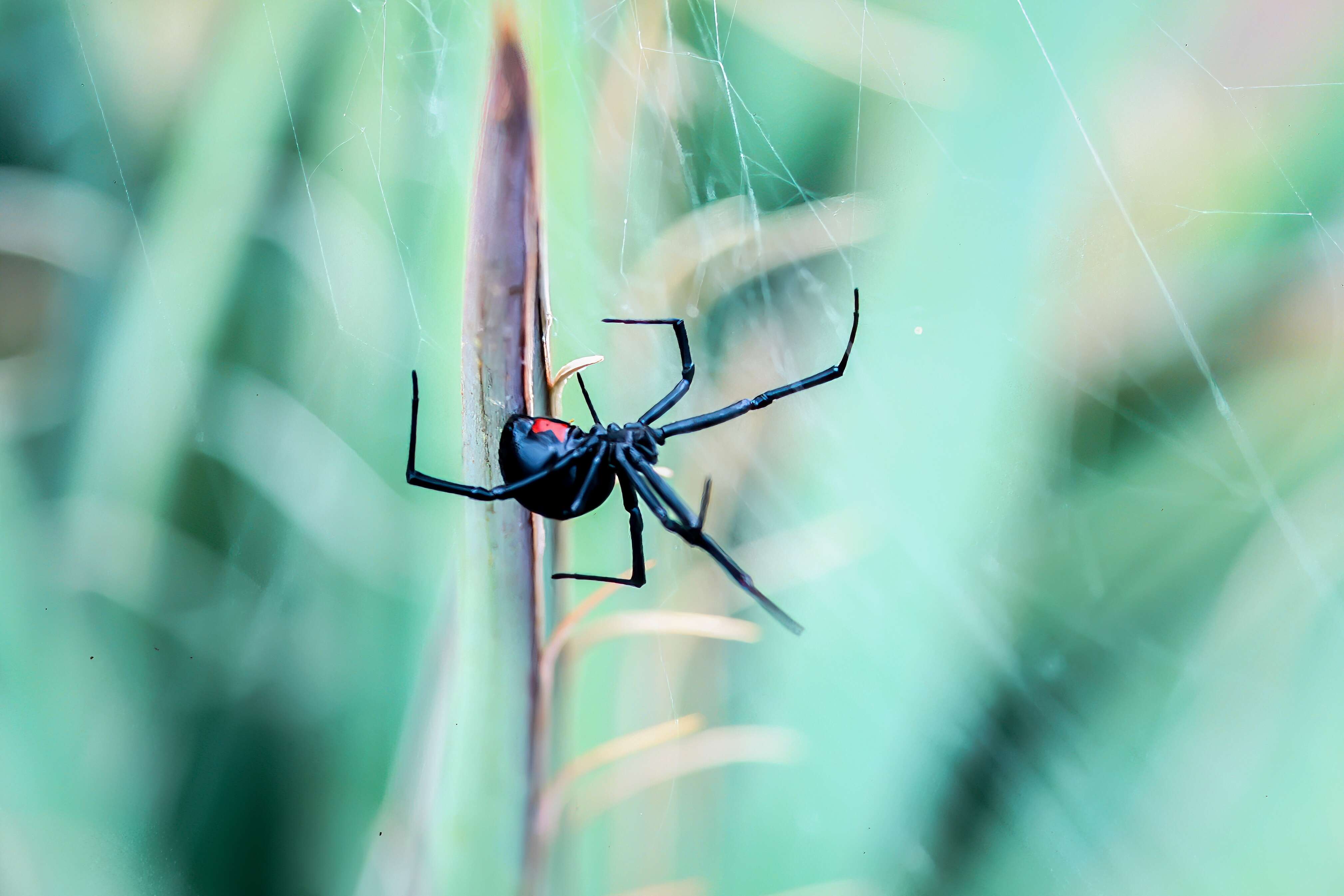 Foi picado por cobra ou aranha? Saiba quais devem ser os cuidados imediatos