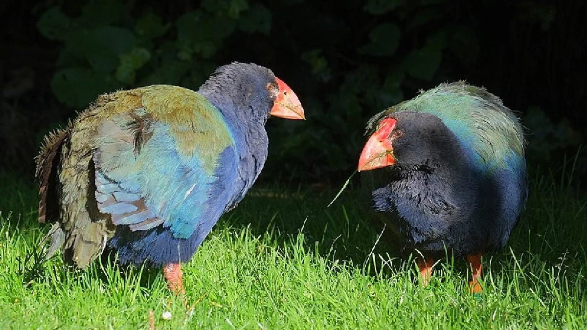 Ave pré-histórica extinta há mais de 100 anos está voltando; conheça