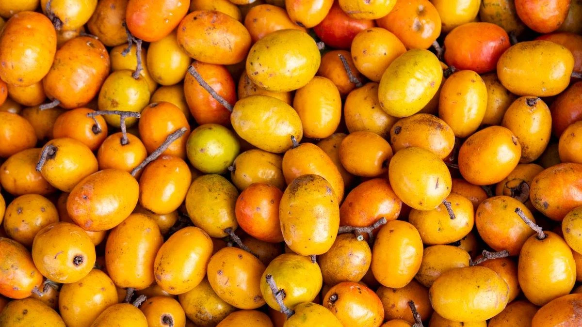 Paixão dos baianos, fruta é fácil de cultivar em casa e dá frutos o ano inteiro