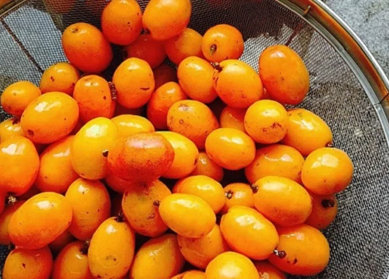 É louco por seriguela? Veja como cultivar a fruta em casa e garantir colheita o ano inteiro