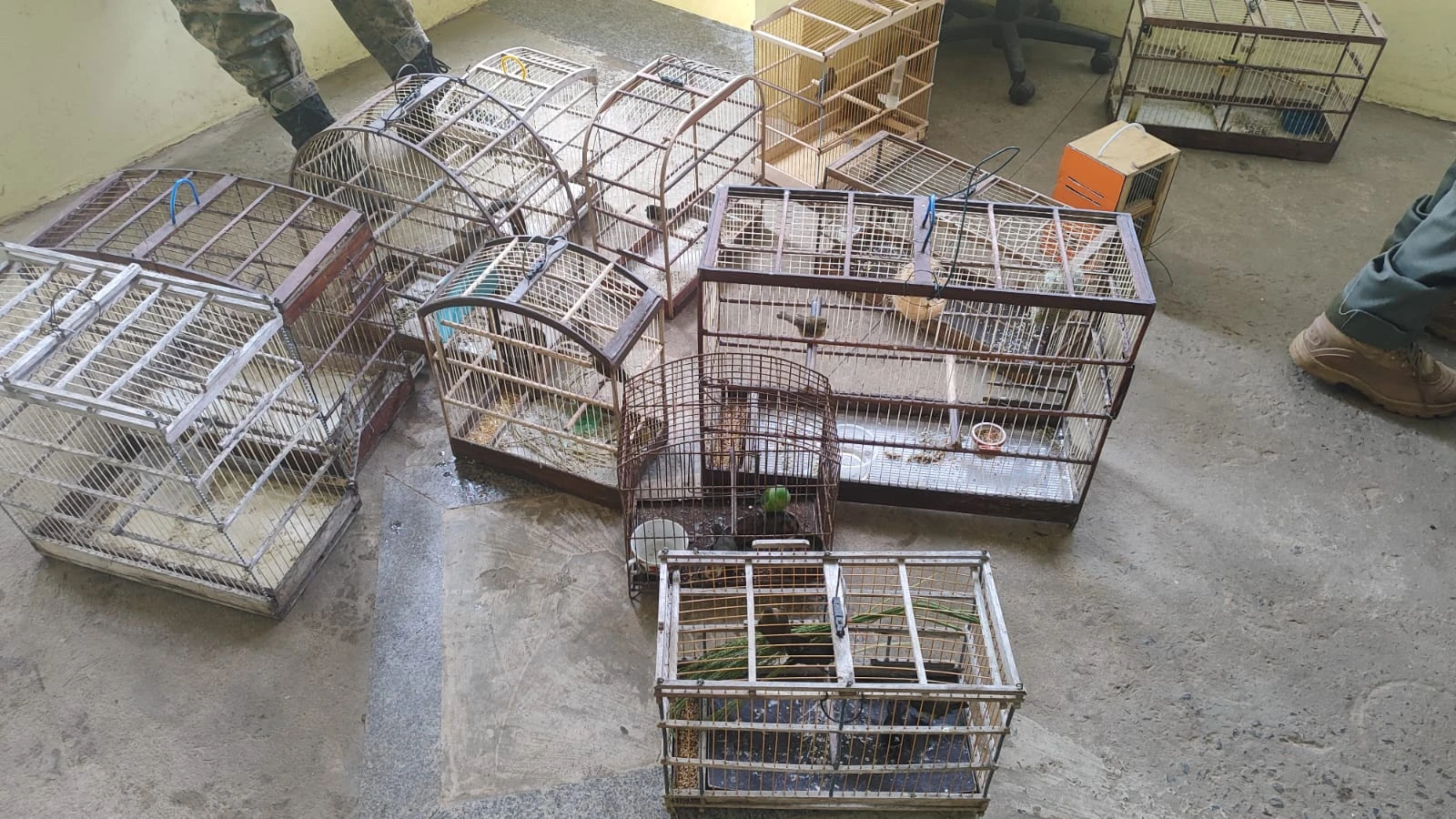 Mais de 30 aves silvestres são apreendidas em Dias d’Ávila