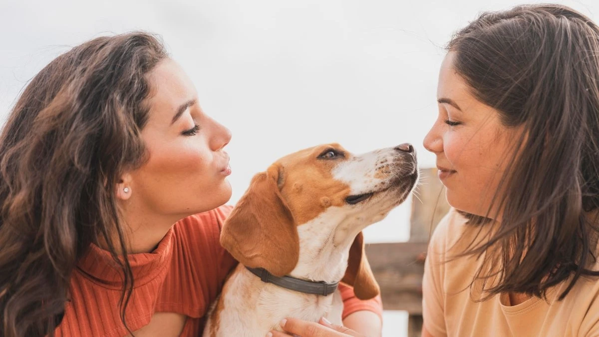 Iti, mamãe! Por que cães amam quando conversamos com eles em 