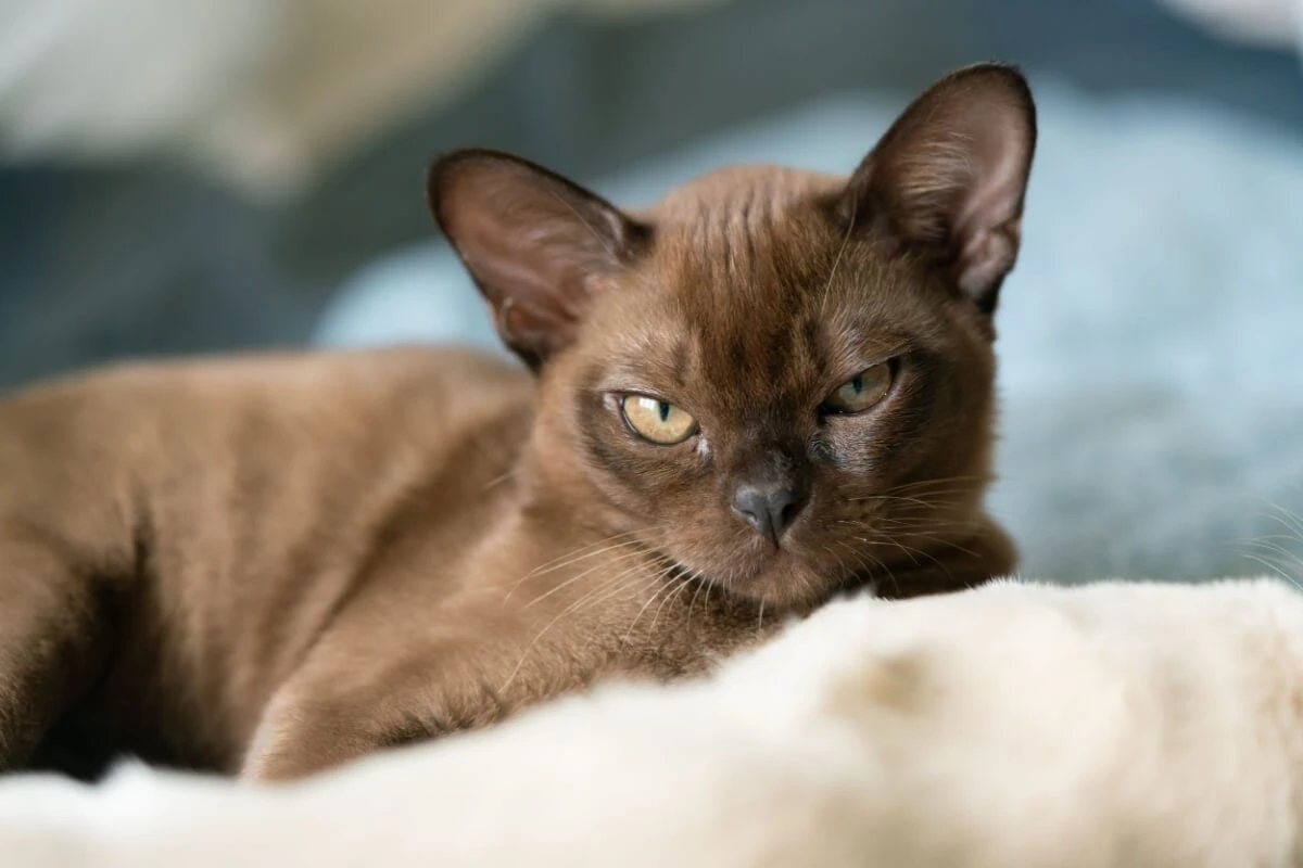 8 raças de gato mais inteligentes 