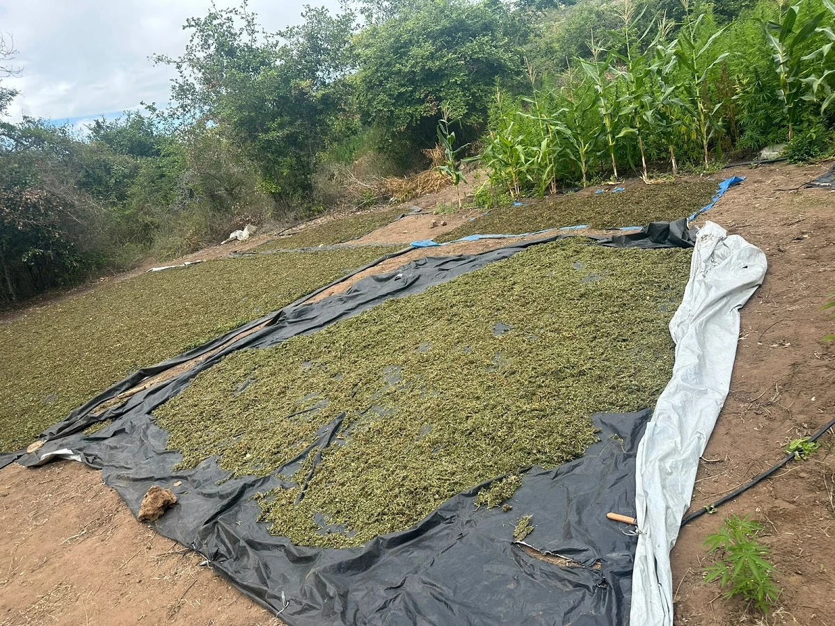Advogado e idosa são presos em operação para desarticular plantio de drogas na Chapada
