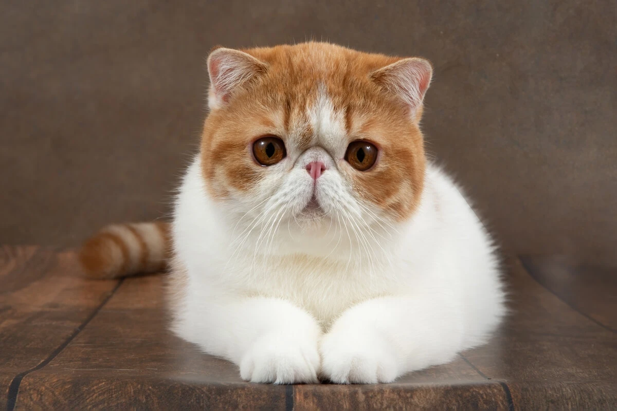 Conheça 8 raças de gato com o focinho curto