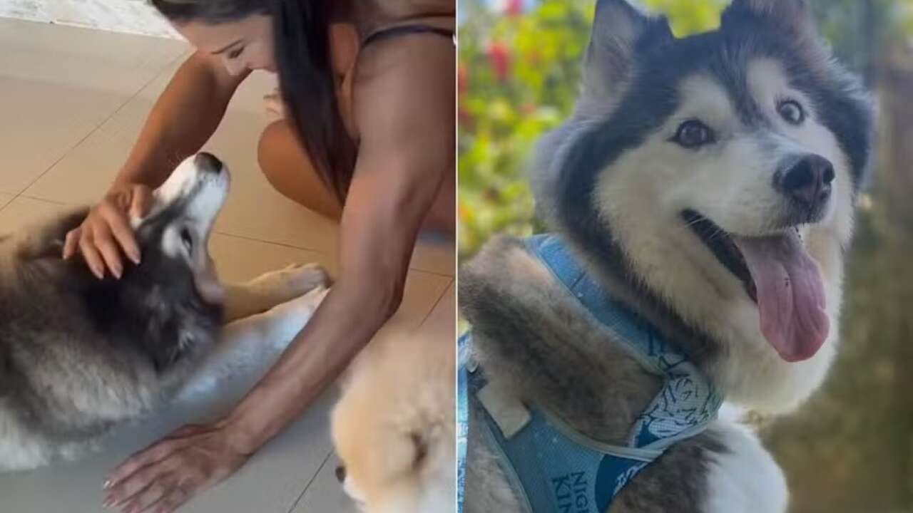 Sem saber, Gracyanne tem pesadelos e acorda chorando após seu cachorro desaparecer