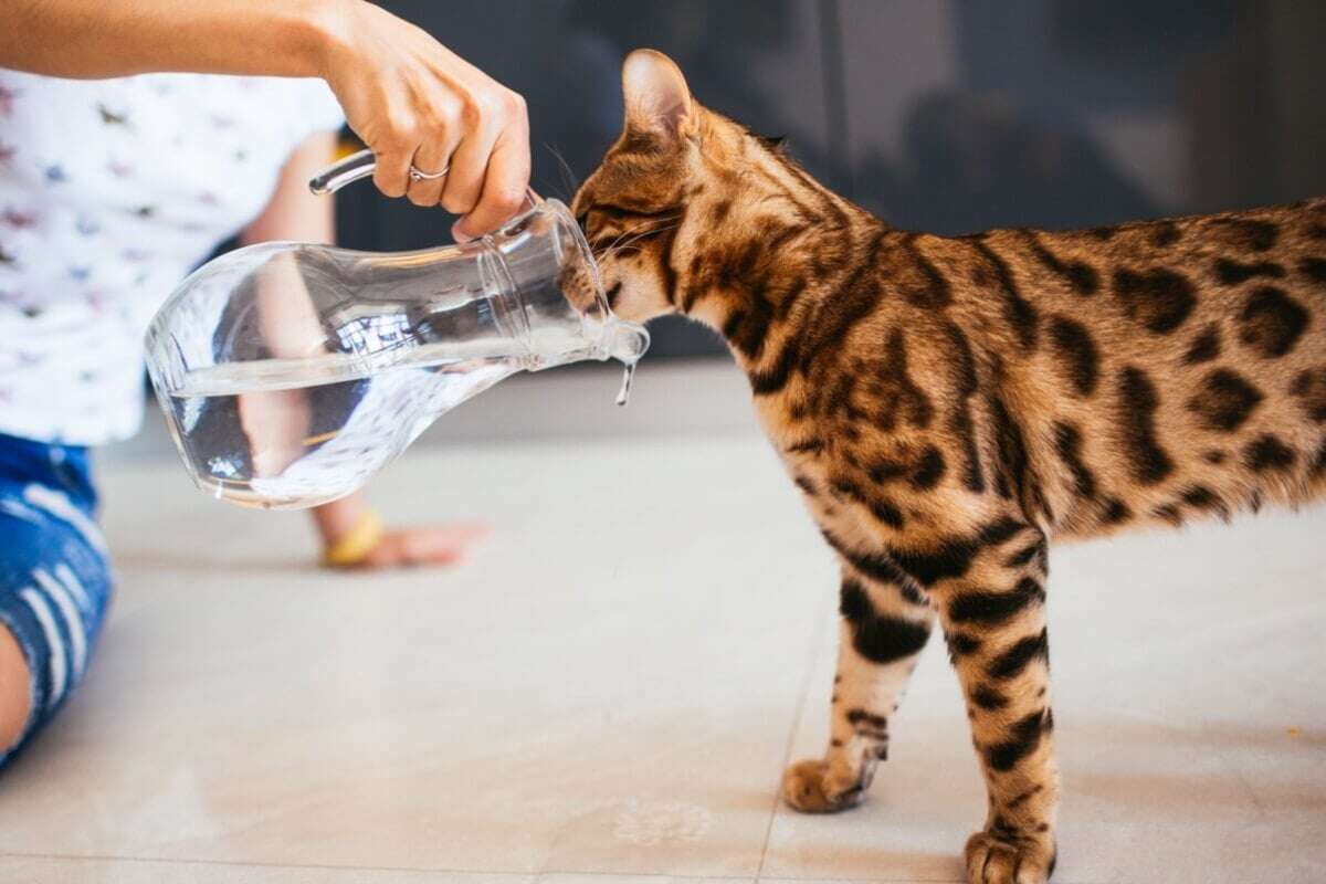 8 cuidados importantes com os animais de estimação no calor