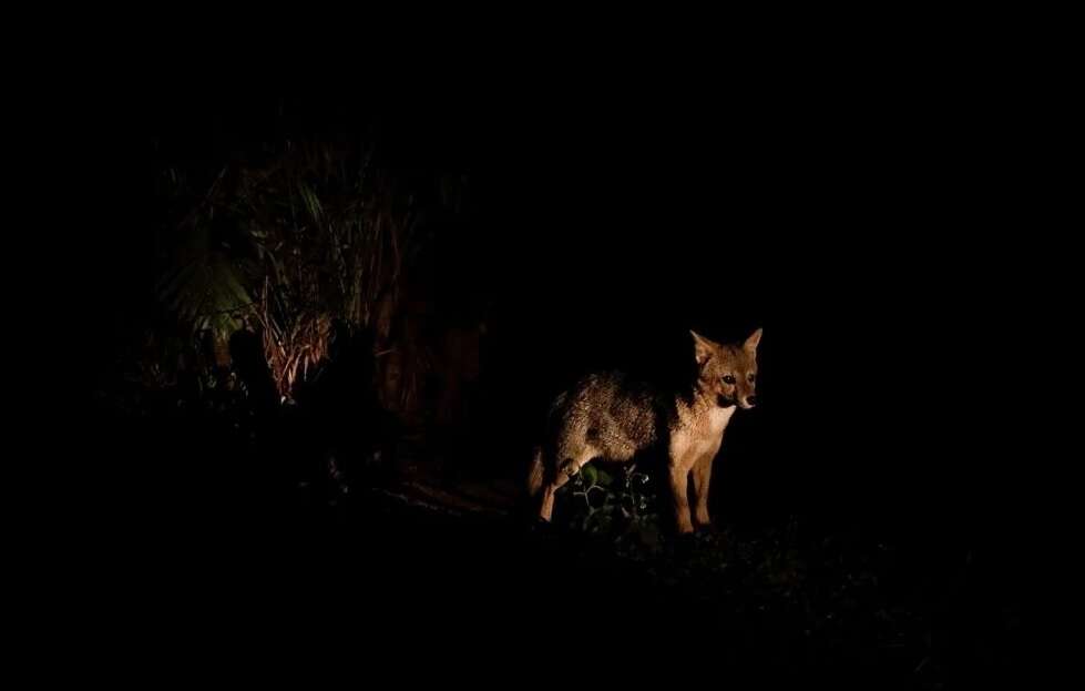 Uma noite animal: Já fez uma visita noturna no Zoo de Salvador?