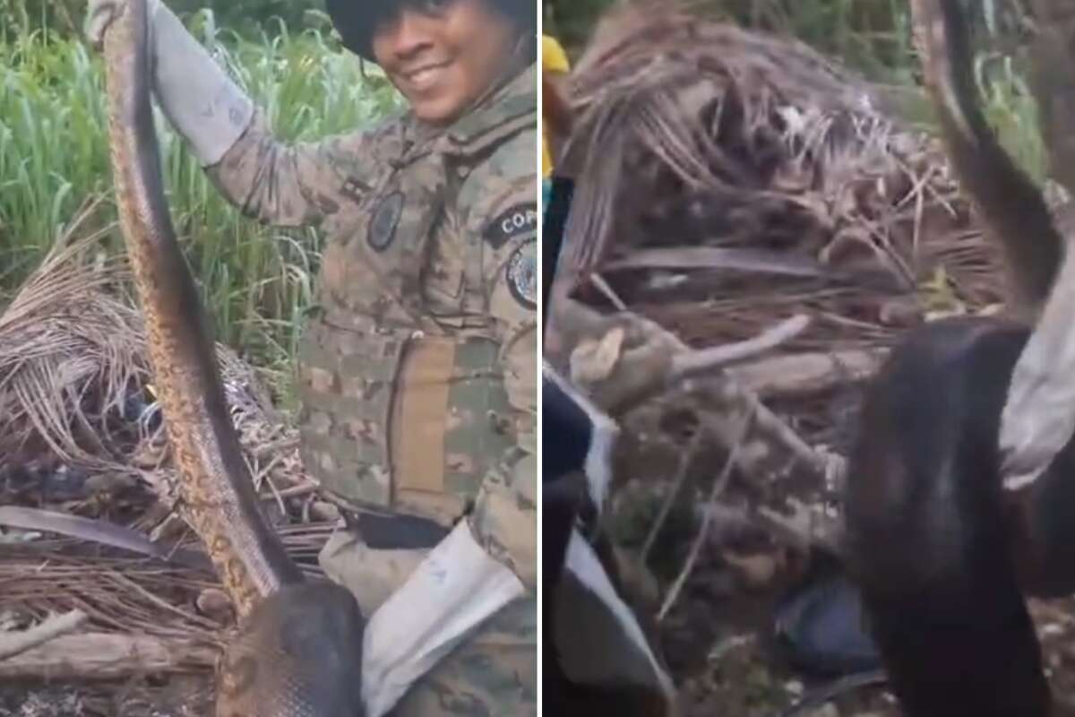 Sucuri gigantesca é resgatada em Mussurunga; veja vídeo