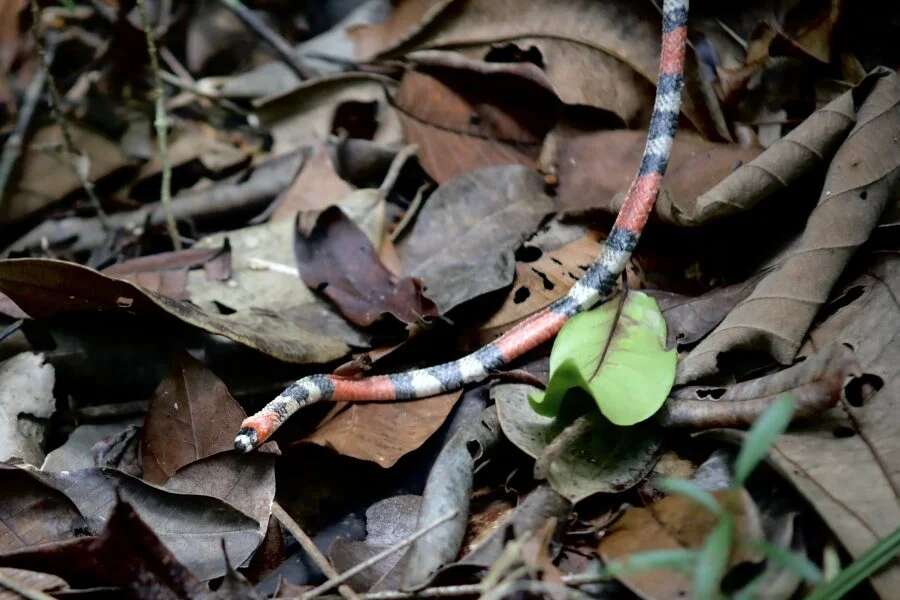 Jiboia, jararaca e coral: cobras de diversas espécies são resgatadas na Bahia