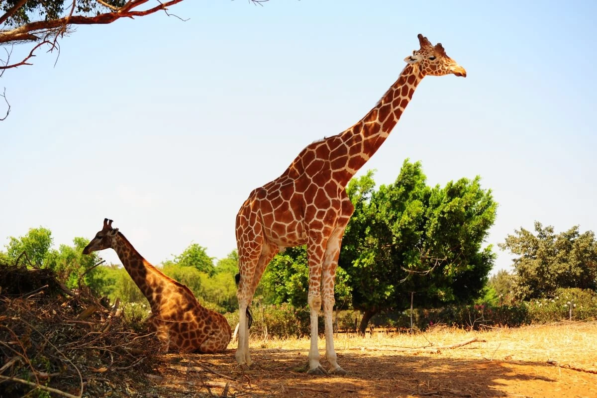 Confira oito curiosidades interessantes sobre as girafas