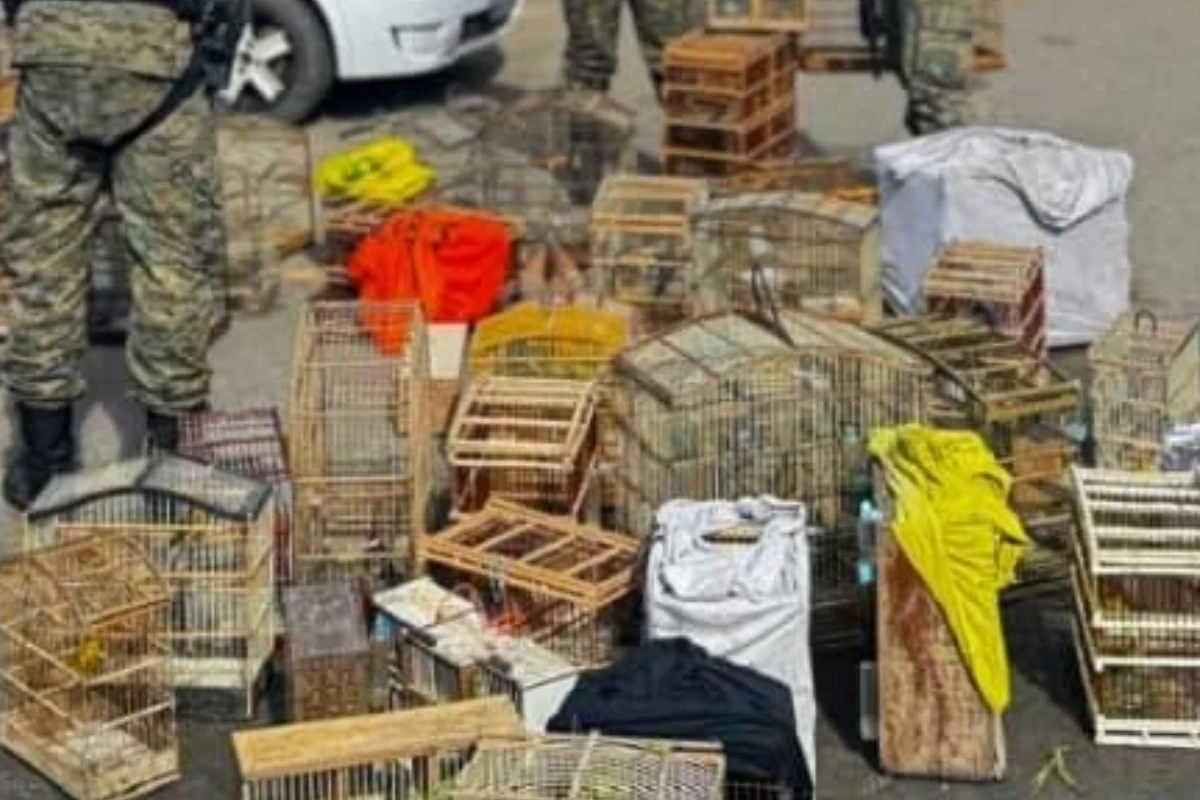 Mais de 100 aves silvestres são resgatadas de comércio ilegal na Bahia