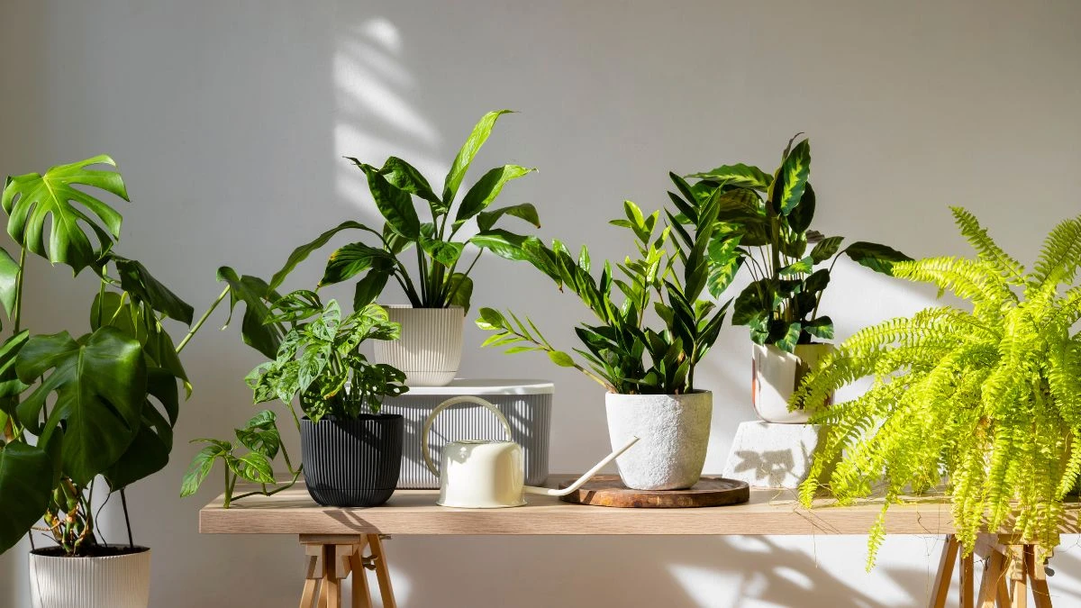 Da porta para fora: 4 plantas que o Feng Shui proíbe dentro de casa