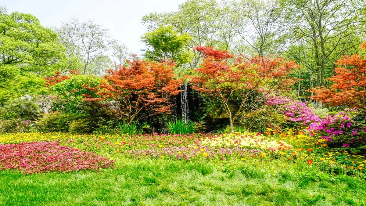 O arbusto bonito e fácil de cultivar, ideal para fazer sombra no jardim