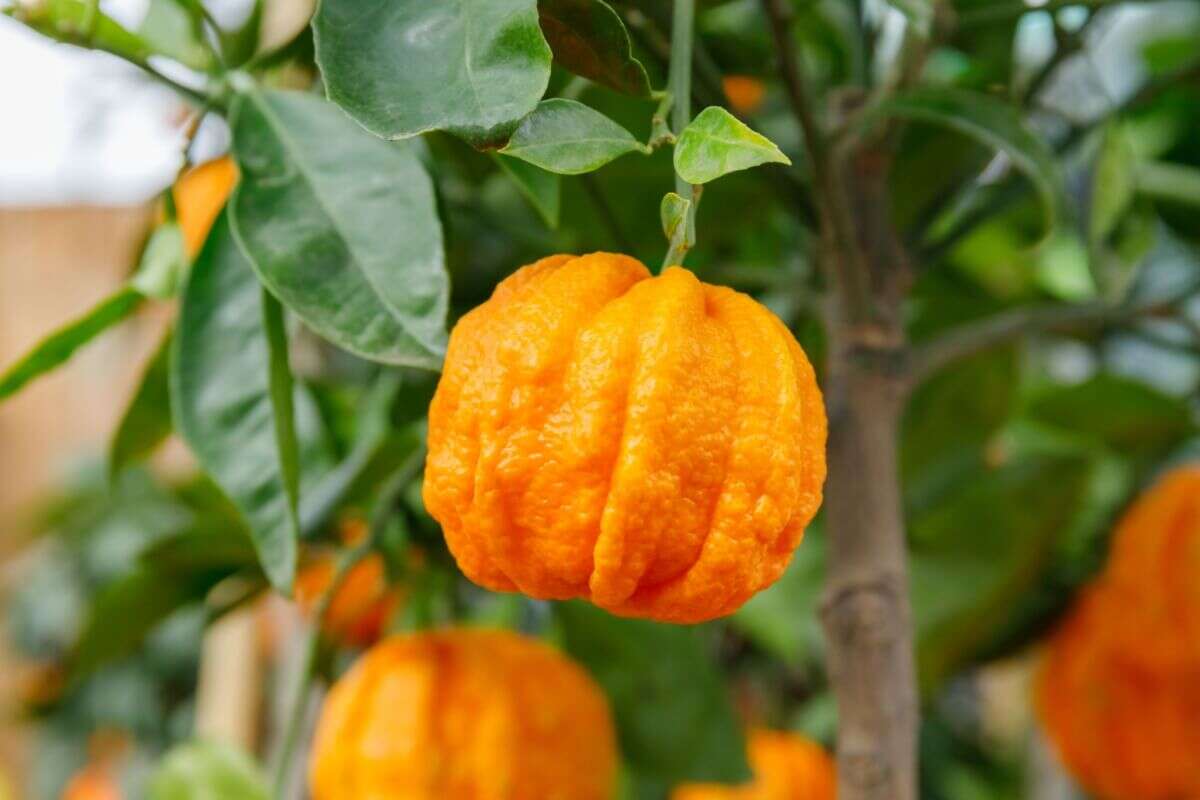 6 benefícios da laranja-amarga para a saúde e como usá-la