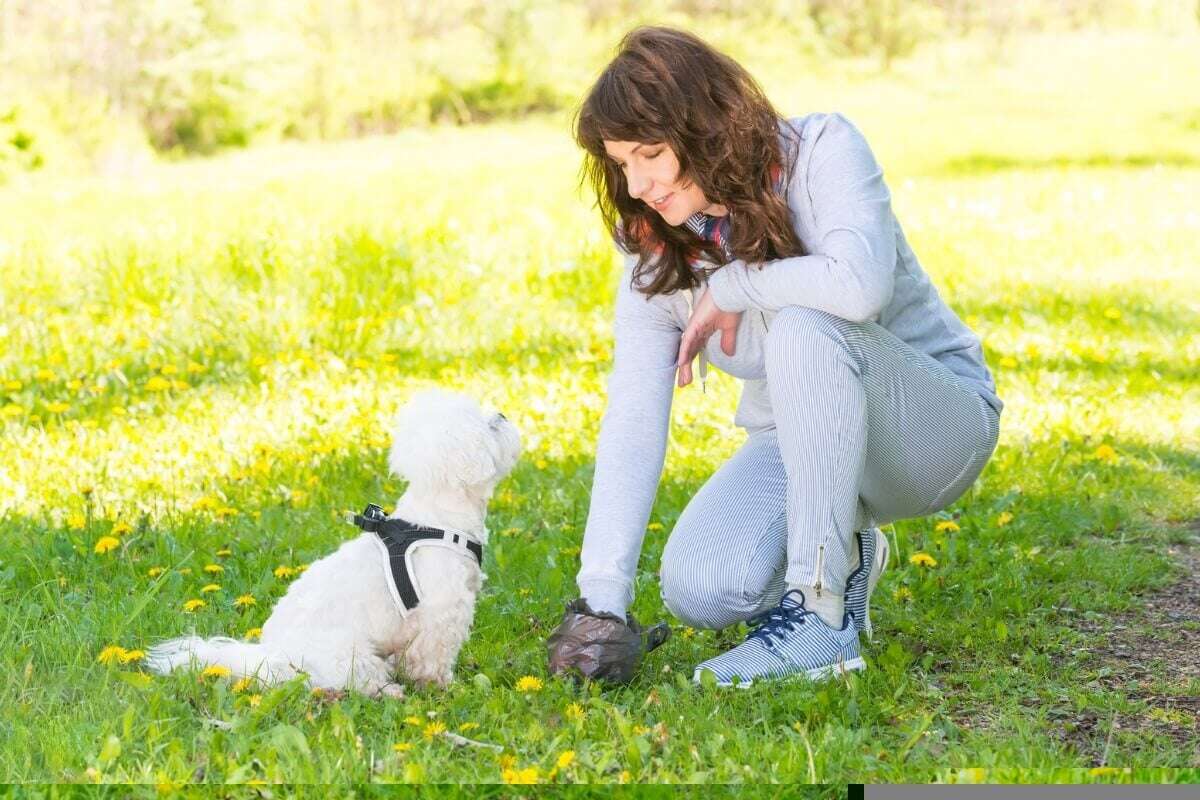 5 doenças que podem ser causadas por fezes e urina de animais