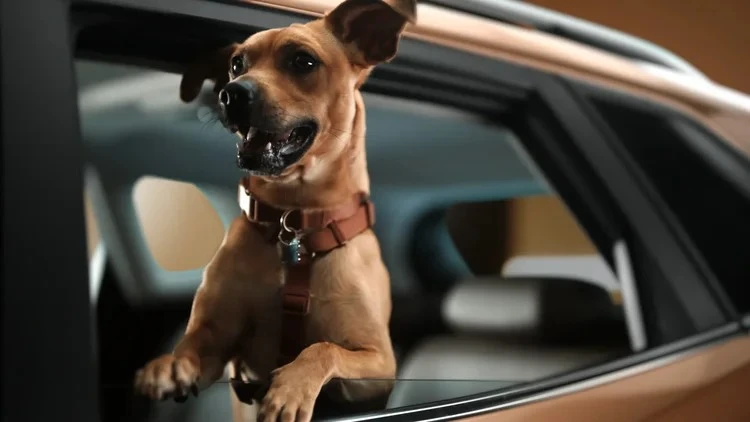 'Caramelo': Chevrolet homenageia vira-latas com SUV inspirado em filme da Netflix