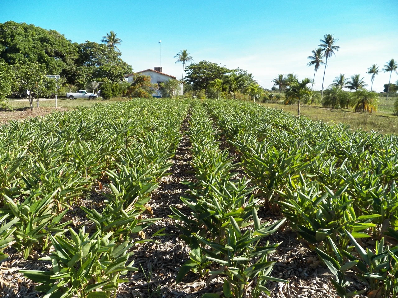 A planta que o tempo quase extinguiu, mas que voltou a se multiplicar no Recôncavo