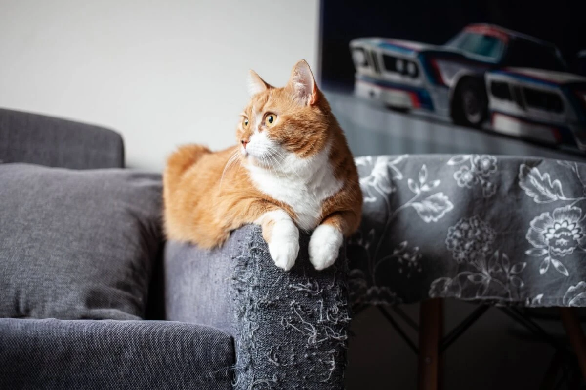 Seu gato arranha os móveis? Veja 7 explicações para esse comportamento 