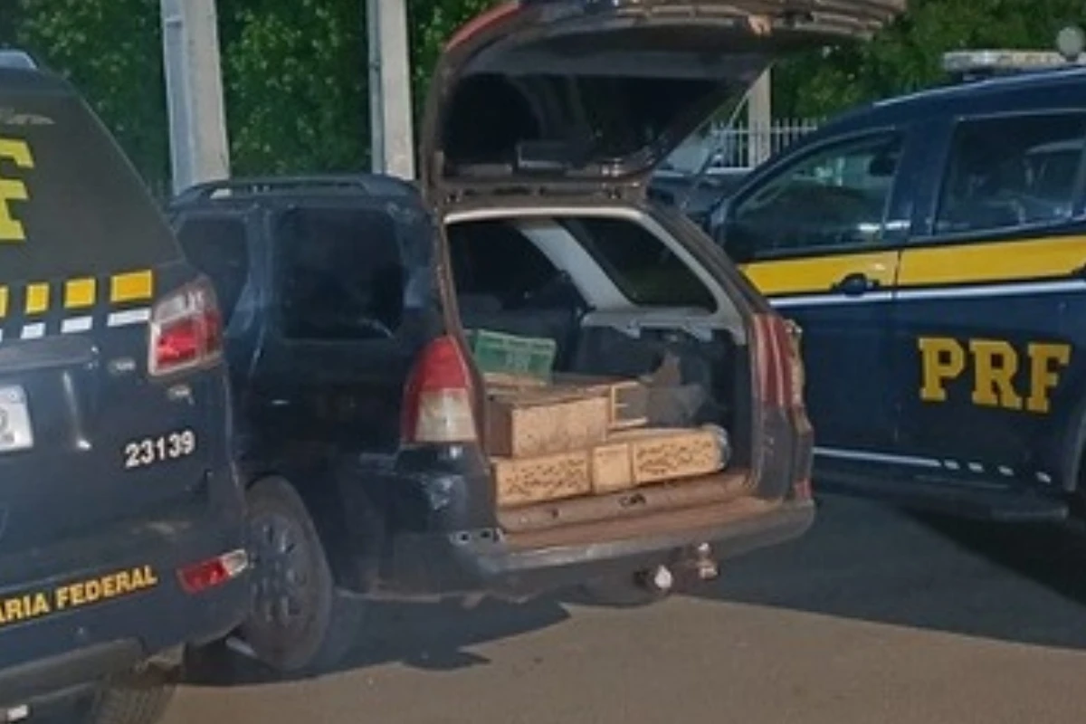 Mais de 200 aves silvestres são resgatadas em gaiolas e sacos dentro de porta-malas de carro