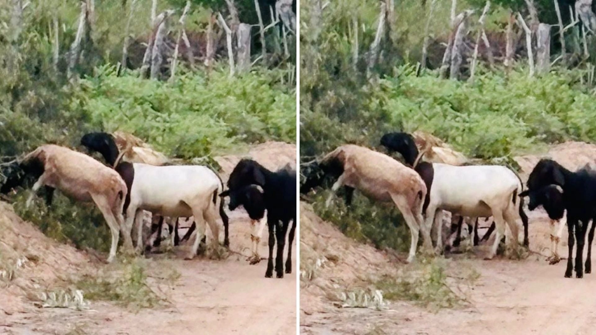 Animais roubados de fazenda na Bahia são encontrados pela polícia em outra propriedade rural