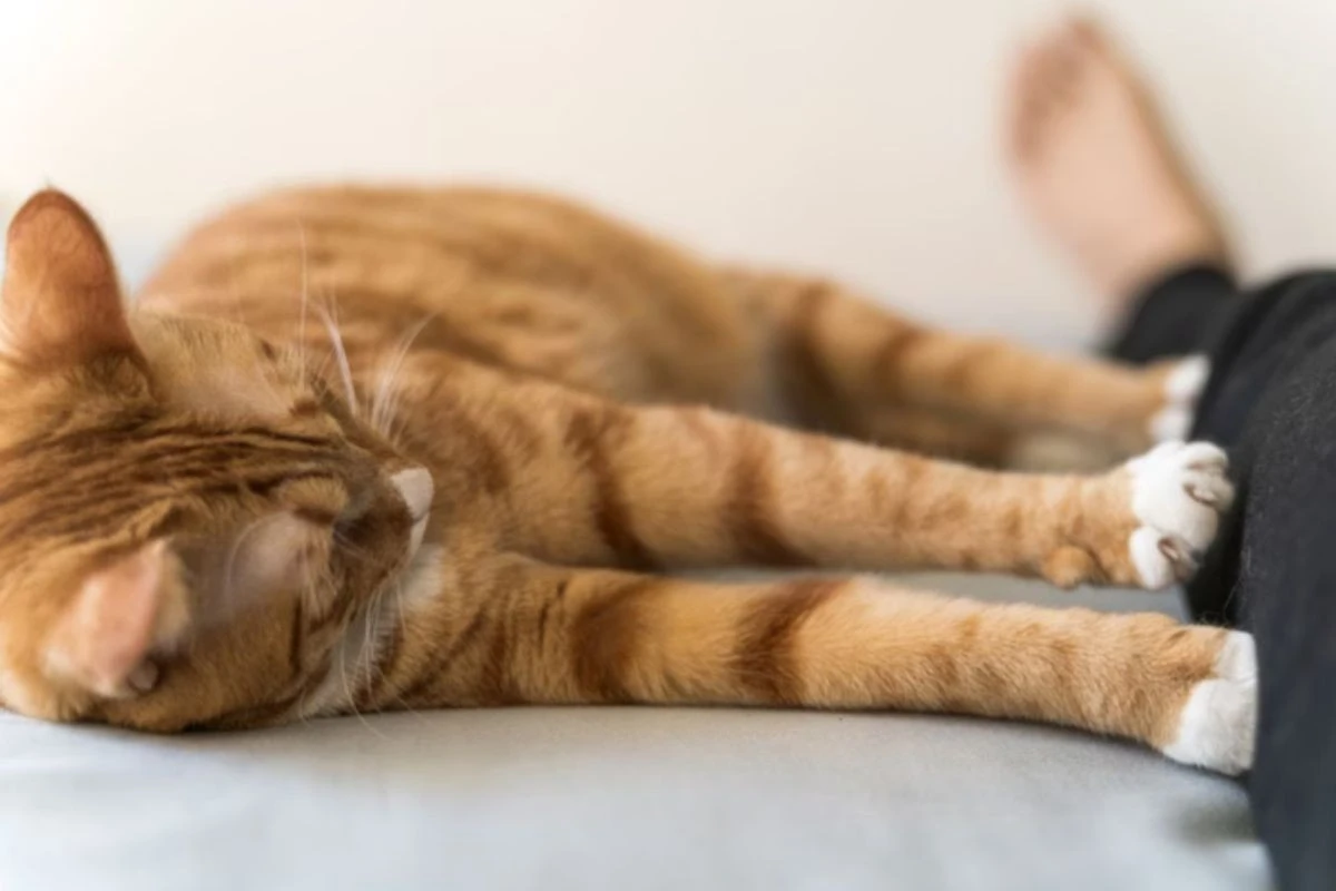 Por que os gatos gostam de 'amassar pãozinho' no tutor?