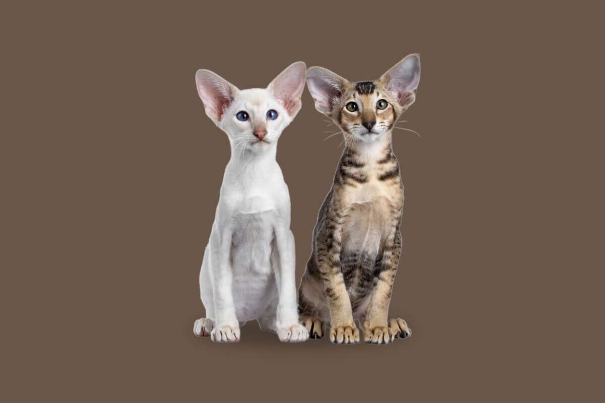 7 diferenças entre as raças siamês e oriental shorthair 