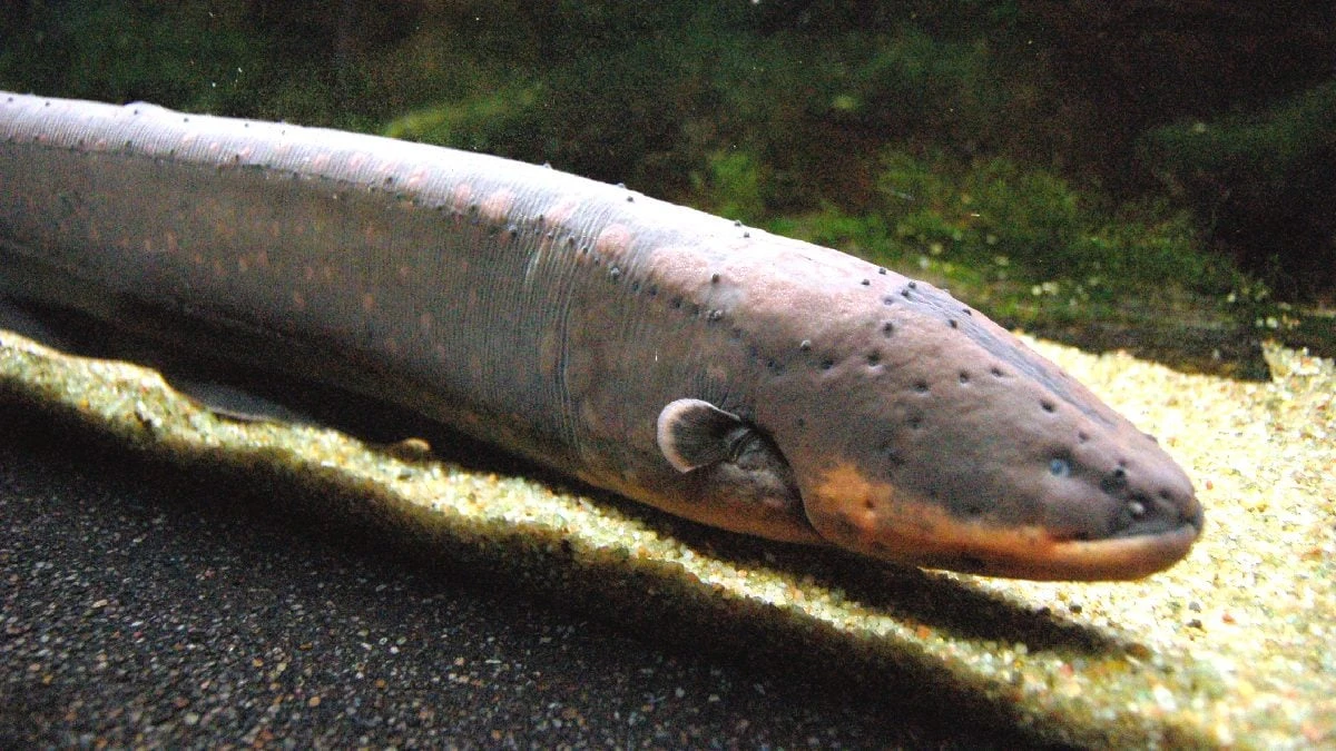 Conheça os peixes elétricos brasileiros que dão choques de até 900 volts