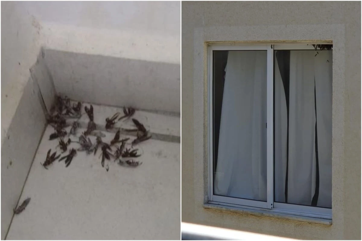 Invasão de vespas assusta moradores e leva prefeitura a emitir alerta em cidade baiana