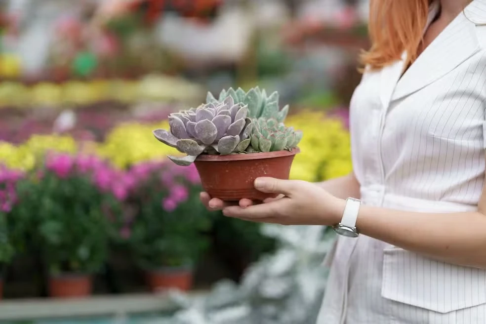 10 plantas ideais para ter dentro de casa e deixar seu ambiente mais aconchegante