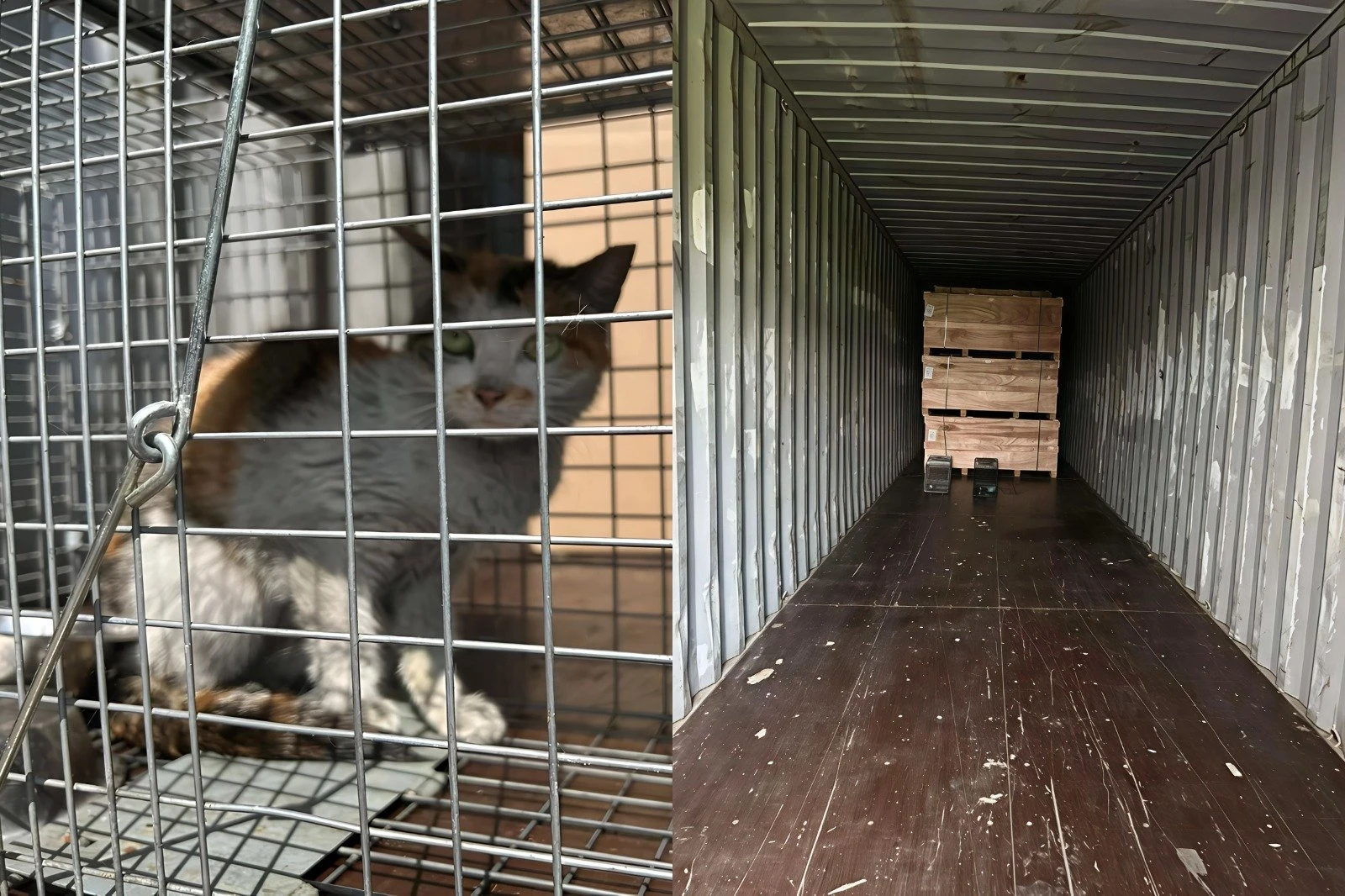 Gata sobrevive a viagem de 13 mil km trancada em contêiner: 'Um milagre'
