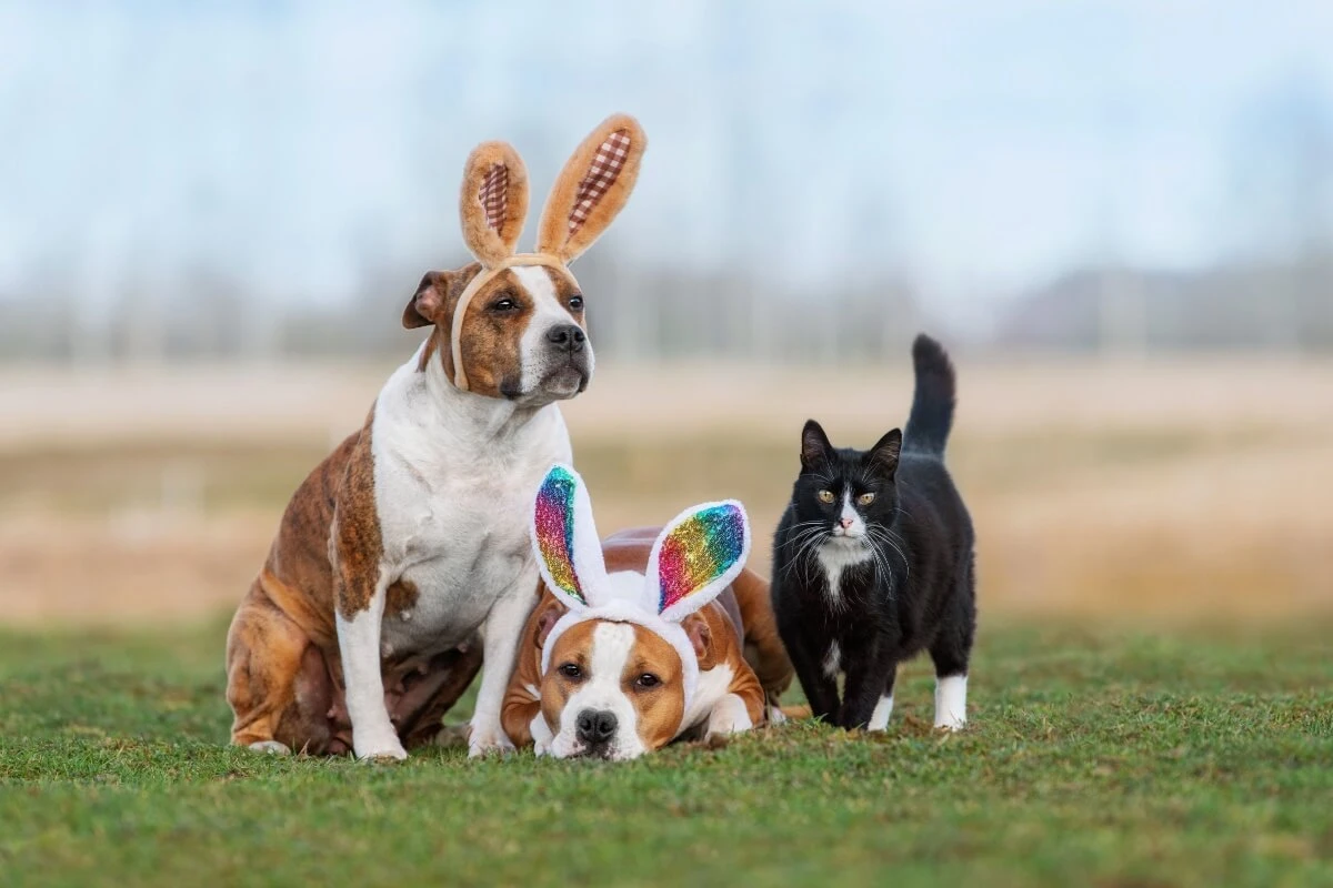Veja como tornar a Páscoa dos animais divertida e segura