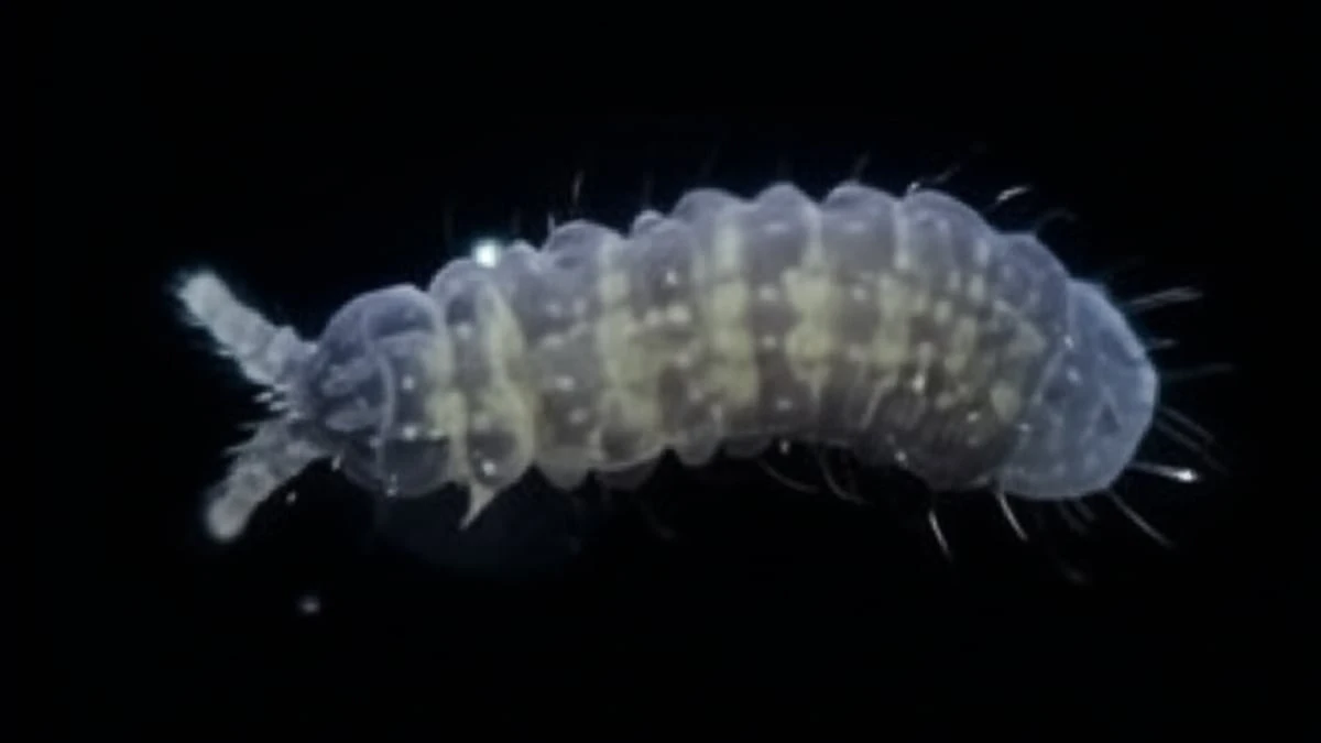 Criatura de seis olhos e corpo azul é encontrada em madeira morta no Japão