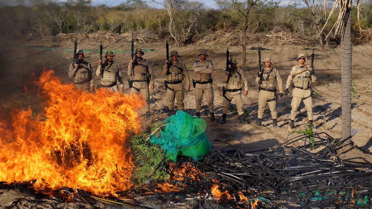 Plantação com 30 mil pés de maconha é destruída pela polícia na Bahia