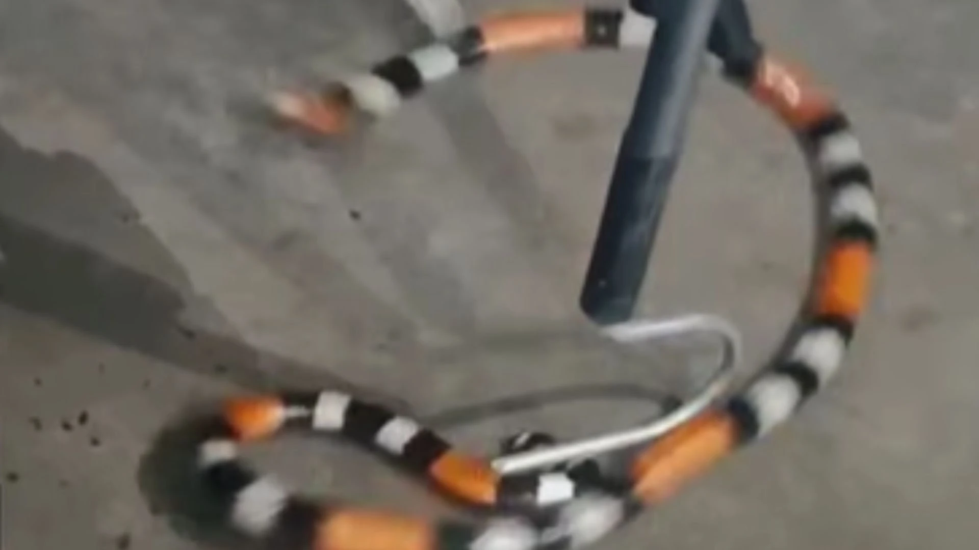 Cobra venenosa é encontrada em comércio de Lauro de Freitas; veja