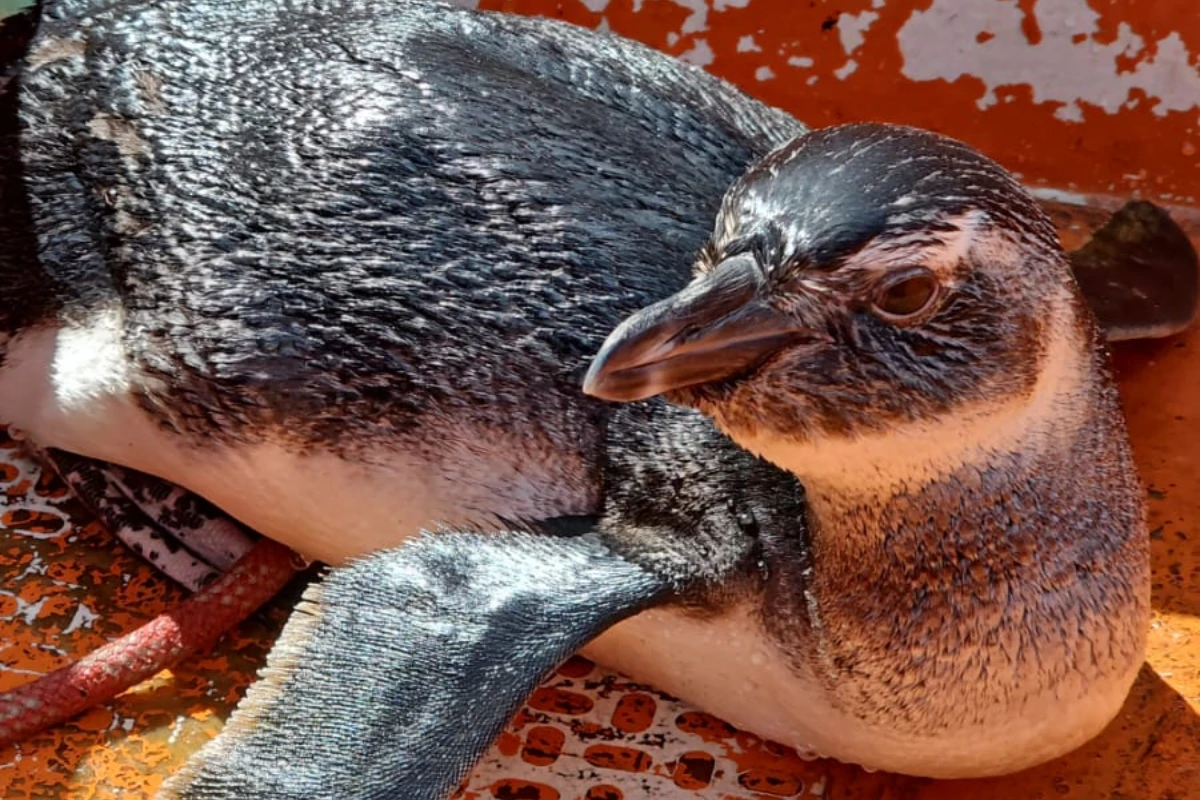 Pinguim é encontrado na Marina Aratu, em Salvador