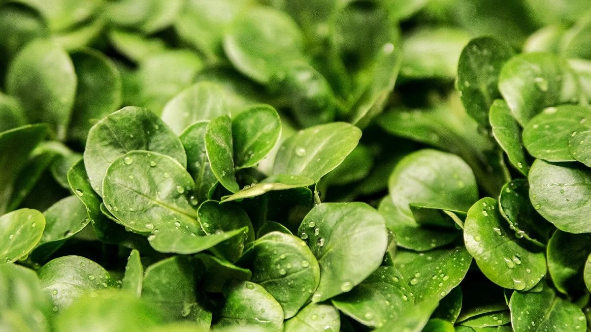 Essa planta é um remédio natural para pulmões e células, comprovado pela ciência