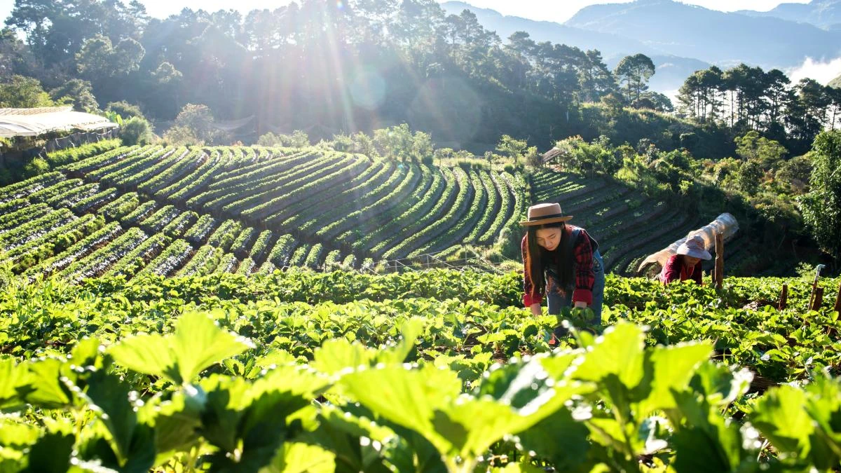 Só existe um país 100% autossuficiente em alimentos, e ele está bem perto do Brasil