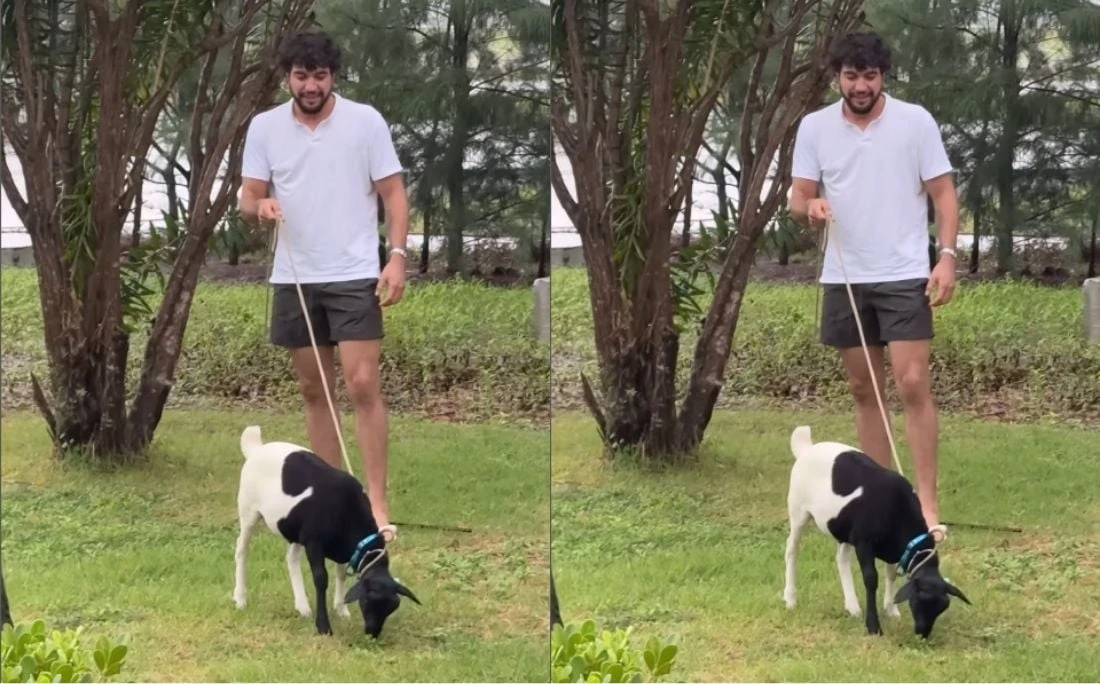 Nattan mostra caos em casa com bode que ganhou em show na Bahia