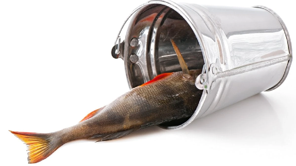 Especialistas alertam: não coma os peixes dessa lista, que estão contaminados
