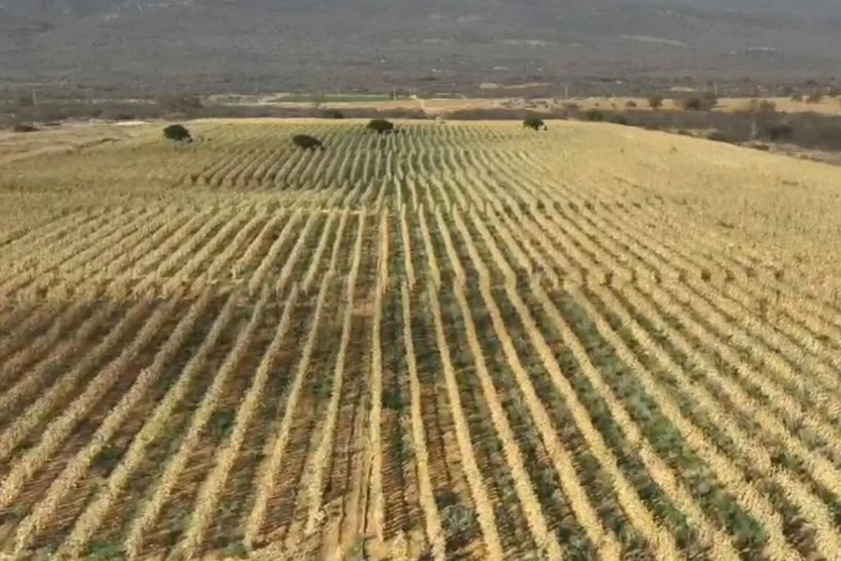 Polícia descobre plantação de maconha de quatro hectares na Bahia; uma tonelada foi incinerada