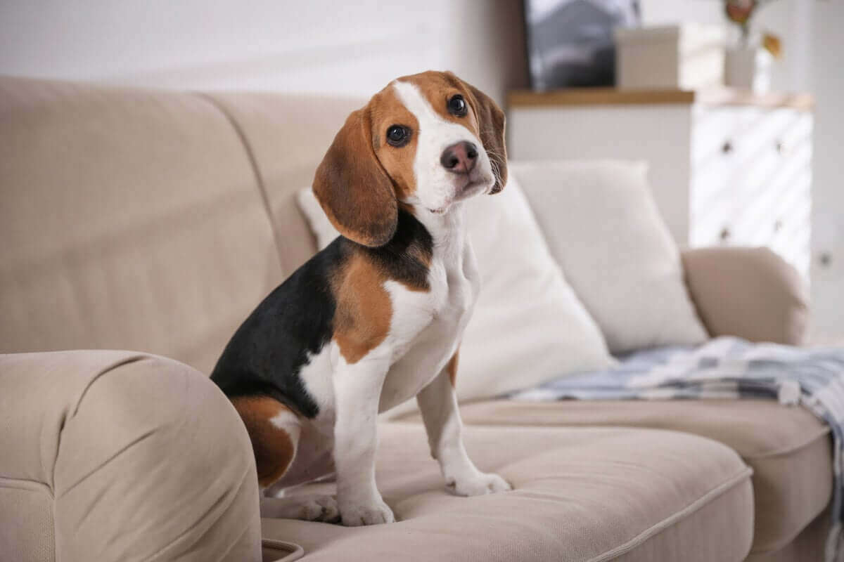 Veja como reduzir o estresse do cachorro durante sua ausência