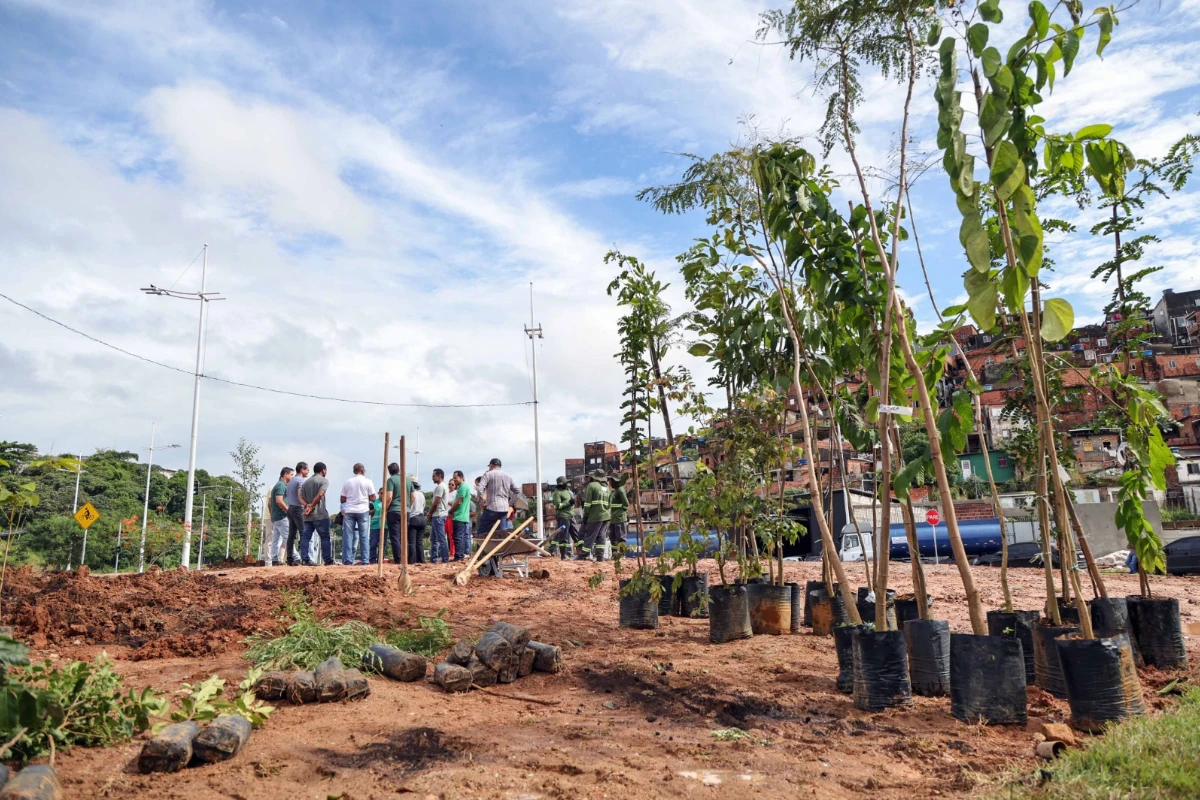 Salvador ganha primeira floresta de bolso; entenda como ela pode ajudar a reduzir o calor na cidade