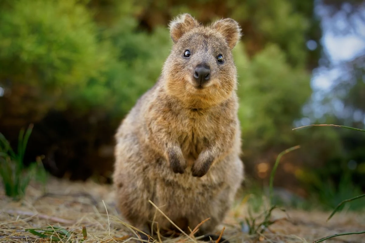 7 curiosidades interessantes sobre o quokka 