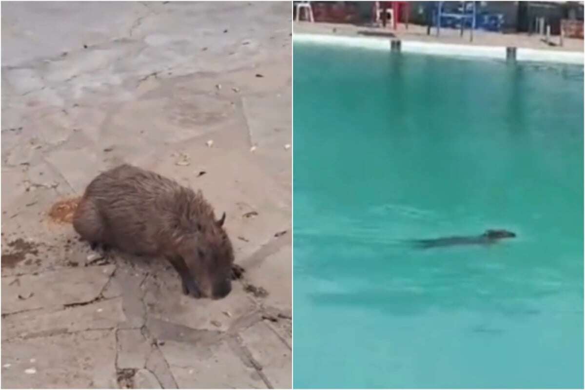 Capivara é resgatada após entrar em piscina de clube no Sudoeste baiano