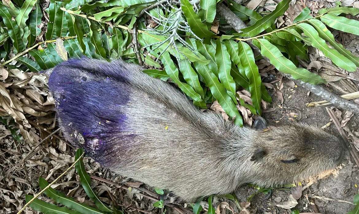 Polícia investiga se capivaras estão sendo mortas para venda da carne em feiras no Rio