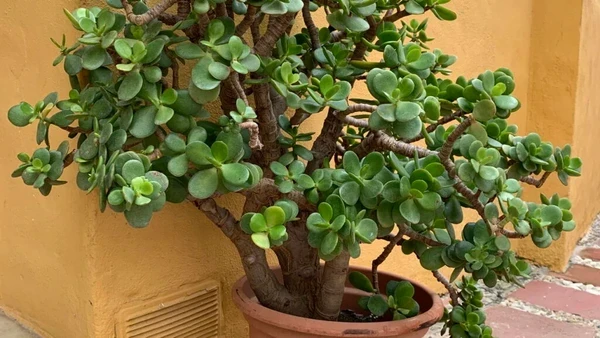 Veja dica simples para atrair dinheiro e boas energias para sua casa, segundo o Feng Shui