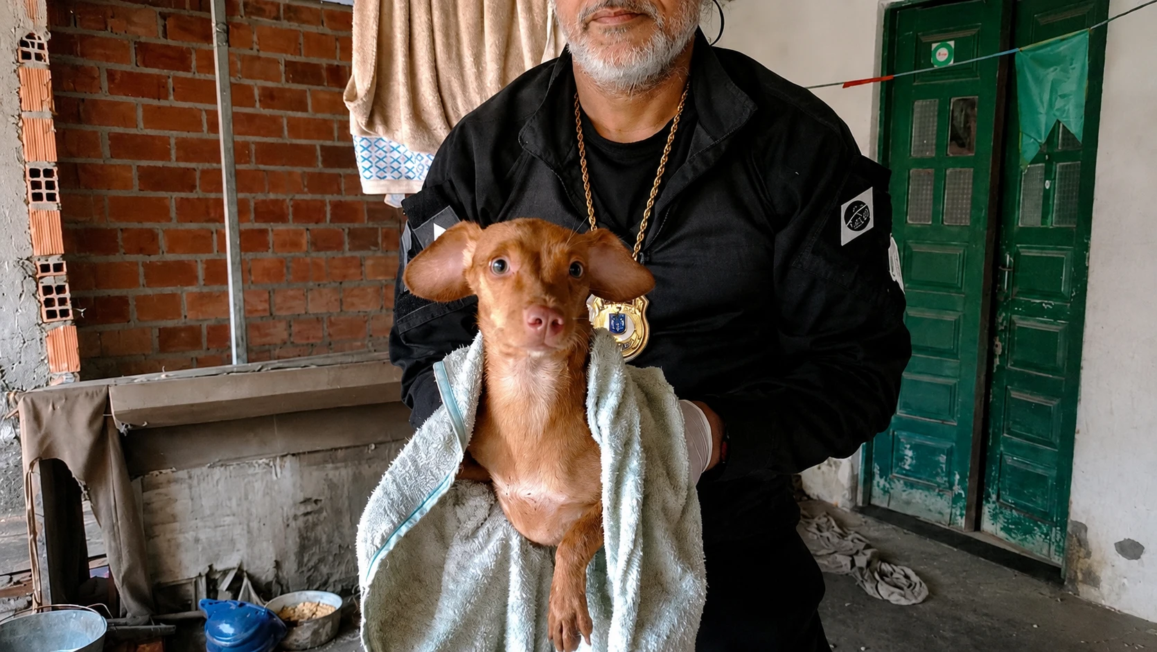 Alimentos podres e infestação de pulgas: cães são resgatados de criadouro com sinais de maus-tratos