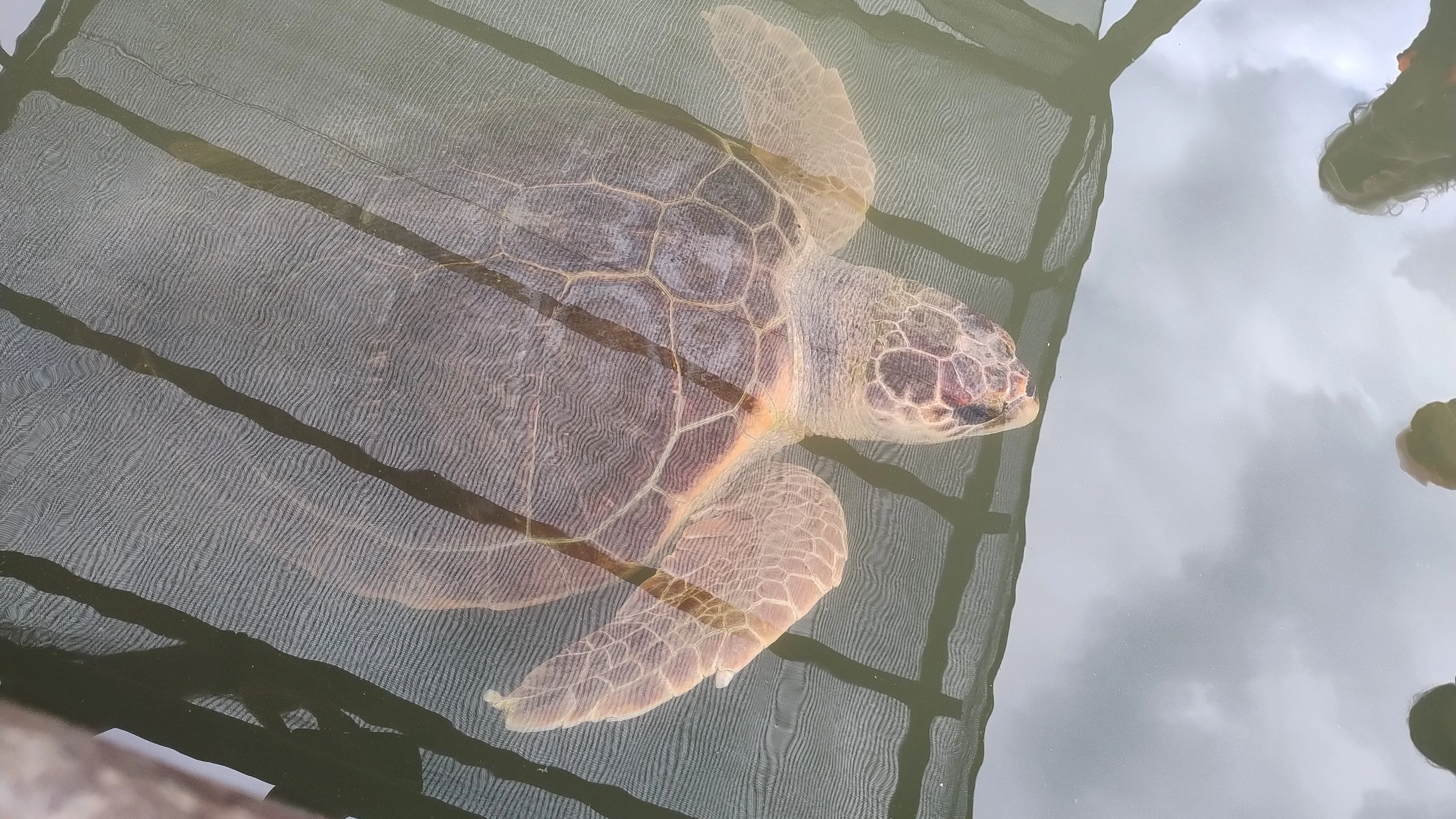 O estranho caso de Aurora, a tartaruga que está com medo do mar