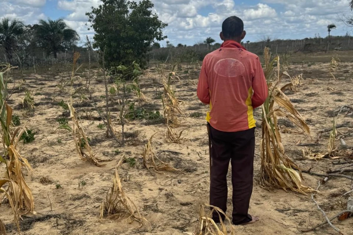 Pequenos agricultores denunciam perdas de até R$ 8 mil após uso de agrotóxicos em drones